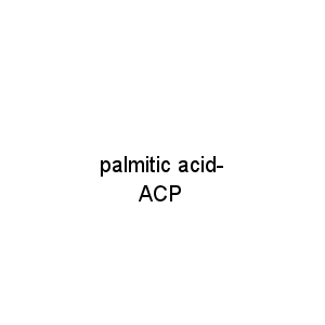 palmitic acid-ACP